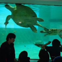 隣のウミガメ館