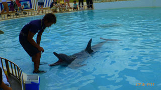 青い海をバックにイルカショー