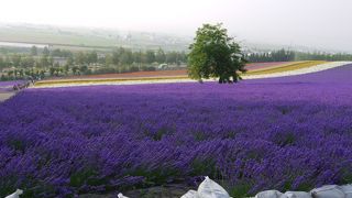 ラベンダーを見るならここ
