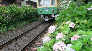 江ノ電とあじさい