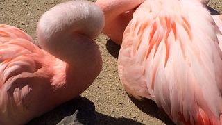 ミニどうぶつえん