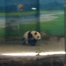 パンダは活発に動いてます