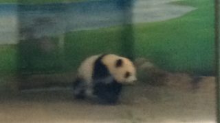 パンダだけで元が取れる