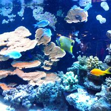 キレイな魚も少しいます