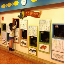 赤ちゃん水族館の展示