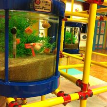 赤ちゃん水族館のジャングルジムに設置された水槽