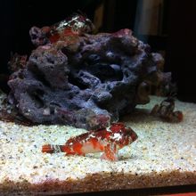 水槽一つ一つは小さめです