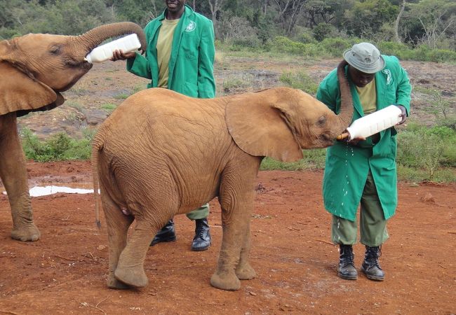シェルドリック動物孤児院 クチコミ・アクセス・営業時間