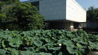 平家池に浮かぶ美術館!!