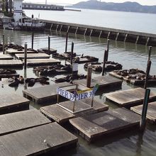 シーライオンがいっぱい