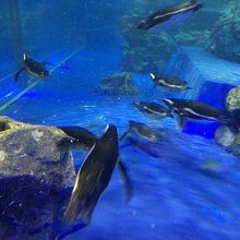 ダイナミックなペンギン達