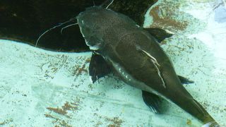 珍しい魚が見られるよ