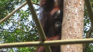 オランウータンがかわいい♪