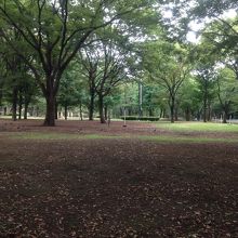 都会のミドリ！