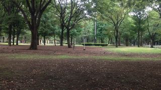 緑が多い公園