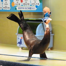 アシカショーもおもしろいです