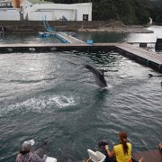 もう一つの楽しみ方　海からのドルフィン・ベェイス