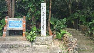 天然記念物ヤエヤマヤシの群生林です！