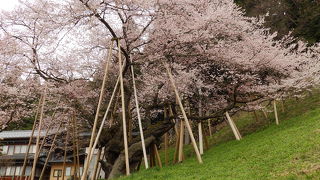 臥龍桜