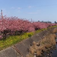 河津桜