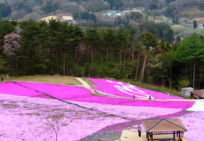 芝桜の絨毯