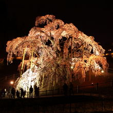 ライトアップ終了寸前でも人がいっぱい。