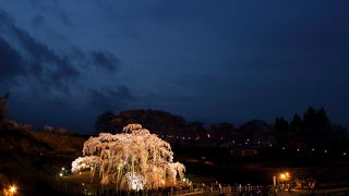 ライトアップされた三春滝桜