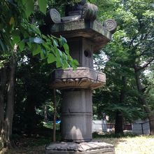 木陰に隠れています