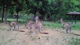 コアラが見れる！