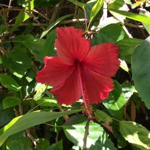 大岳登山路に咲いていたハイビスカス。