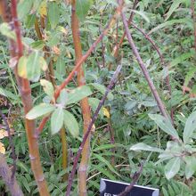 フェルトリーフ　ウイロー　動物のえさ