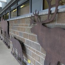 動物の実物大の大きさ