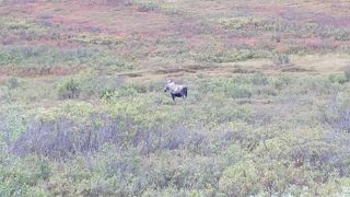 デナリ国立公園　丸ごと楽しむアドベンチャーツアー　ワイルドな動物続々