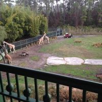 キリンは、ほとんどの時間で見られます。最高です。