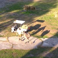 このようにエサあげる人が、動物を色々な所へ誘導しています