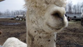 アルパカパラダイス！