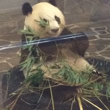 王子動物園といえばこれでしょ