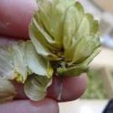 ホップ美味しさの元