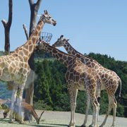 動物が間近で見える！