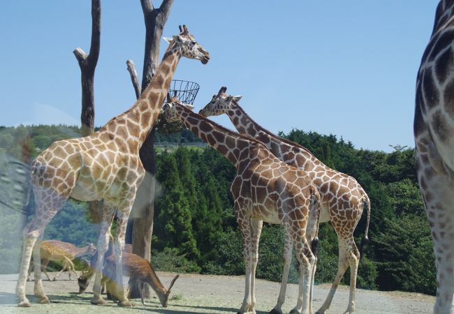 動物が間近で見える！