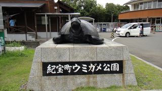 ウミガメにびっくり