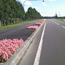 基本的には平坦な道が多い公園の界隈です。お花も綺麗です。
