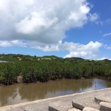 マングローブ樹林。