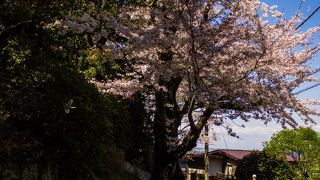 大雪で折れた並木