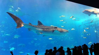 沖縄美ら海水族館