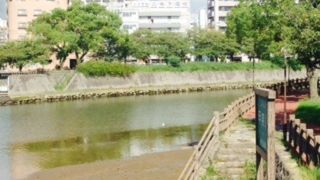 市内を流れる清流