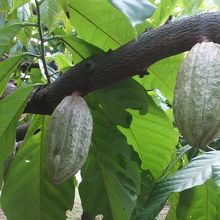 カカオの実
