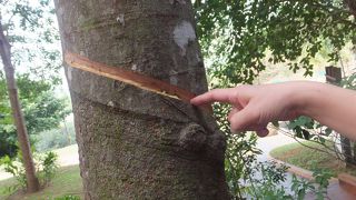 プトラジャヤへの現地ツアーで訪れました、期待以上に面白かった。