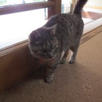 看板猫のチックちゃん