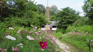 初夏でもコスモスが楽しめる寺院